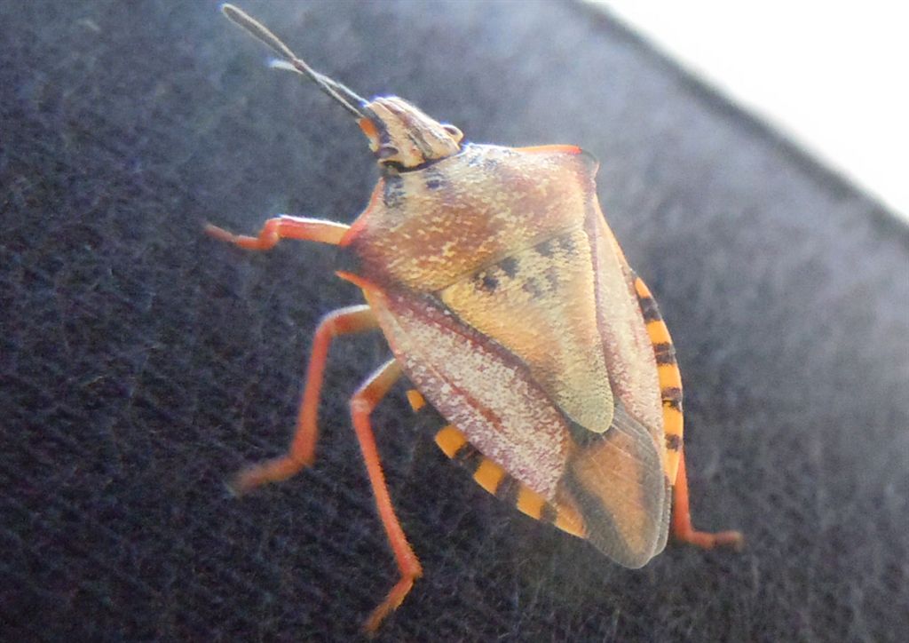 Carpocoris